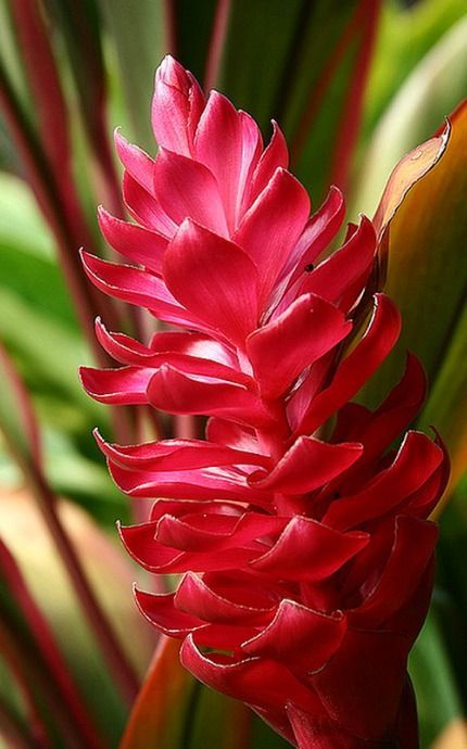 Year Round/Red and pink most common. Also available are white, yellow and cream/14 to 21 days Red Ginger Flower, Ginger Flowers, Shell Ginger, Hollyhocks Flowers, Ginger Plant, Red Ginger, Flower Identification, Ginger Flower, Tropical Flower Plants