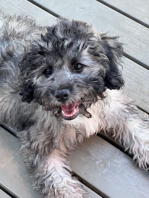 JACK is an adoptable poodle searching for a forever family near Lemoore, CA. Use Petfinder to find adoptable pets in your area. Men With Dogs, Shih Tzu Mix, Poodle Puppy, Crate Training, Captain Jack, Forever Family, Shih Tzu, Dog Adoption, Animal Rescue