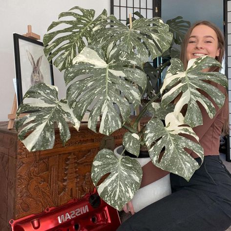 Tamla 🦋’s Instagram photo: “Monstera Thai Constellation update: Getting a bit too big for me to hold now 😆🌴Swipe to see how much she’s grown since March this year 🙌🏽…” Thai Constellation Monstera, Monstera Thai Constellation, Thai Constellation, Fern Flower, Monstera Albo, Plant Pests, Backyard Plants, Plant Problems, Plant Guide