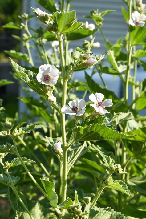 Marshmallow Herb, Marshmallow Plant, Mallow Plant, Marshmallow Flowers, Althaea Officinalis, Medicinal Herbs Garden, Medicinal Herb, Farmhouse Garden, Soil Layers