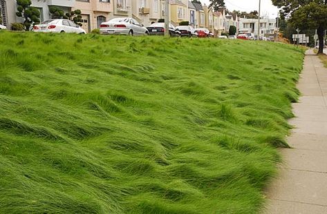 Junipero Serra, Grass Alternative, Fescue Grass, No Mow Grass, Let It Grow, Seeding Lawn, Lawn Alternatives, Backyard Trampoline, Perennial Grasses