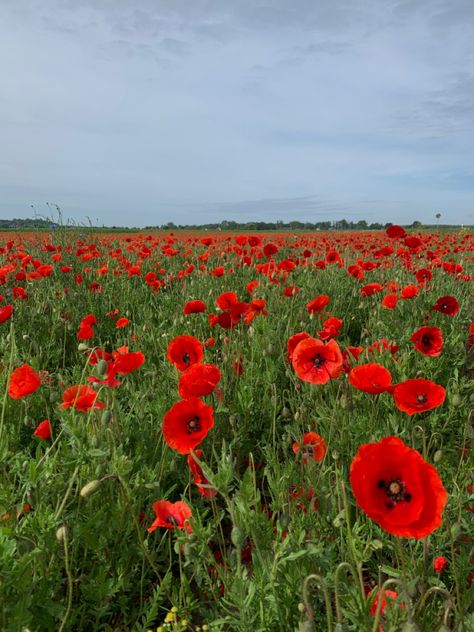 Poppies Aesthetic, Poppy Flower Background, Flower Feild Pics, Poppy Aesthetic, Poppies Garden, Poppy Field Photography, Poppy Flower Field, Flowers In A Field, Red Poppy Field