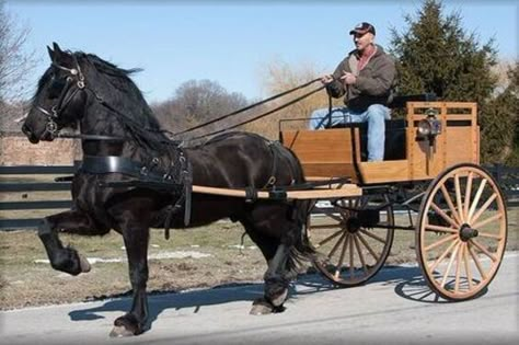 Homesteading Equipment, Animal Transport, Driving Horses, Pumpkin Coach, Horse Wagon, Horse Cart, Tennessee Walking Horse, Primitive Technology, Horse Drawn Wagon