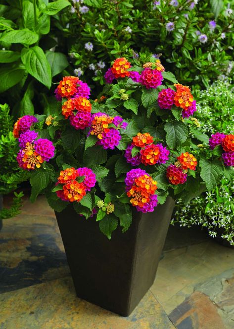 Propagation Rooting time: Lantanas should be stuck immediately upon arrival and should not be stored. If cuttings need … Lantana Bush, Lantana Plant, Container Garden Design, Sun Loving Plants, Container Gardening Flowers, Flower Pots Outdoor, Have Inspiration, Garden Containers, Container Flowers