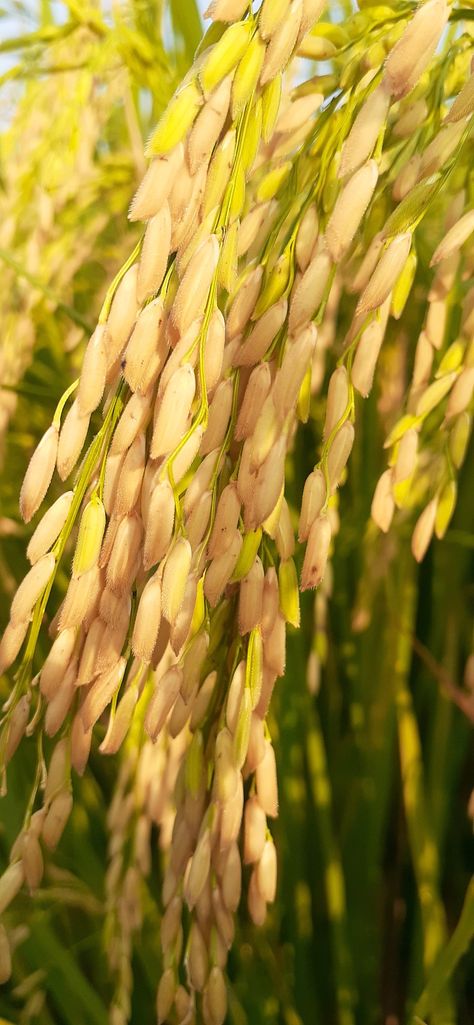 Punjab Village, Rice Crop, People Of Pakistan, Almost Ready, Rural Life, Village Life, Pakistan, Grapes, Rice