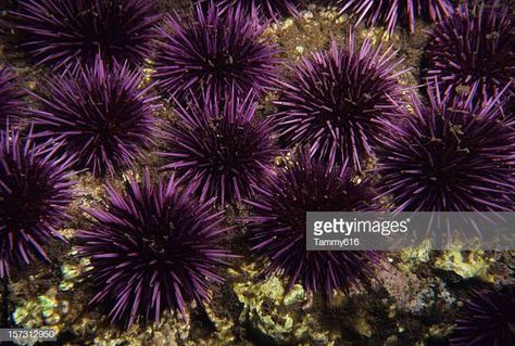 30 Meilleures Oursin De Mer Photos et images - Getty Images Sea Otter Art, Sleeping Otters, Otter Art, Sea Urchins, Teddy Bear Toys, Toddler Fall, Unique Toys, Sea Otter, Sea Urchin