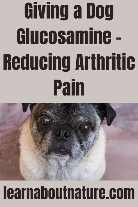 Giving a Dog Glucosamine - Reducing Arthritic Pain Nature Website, Arthritic Pain, Land Animals, Glucosamine Chondroitin, Domestic Animals, About Nature, Diy Dog Stuff, The Movement, Mammals