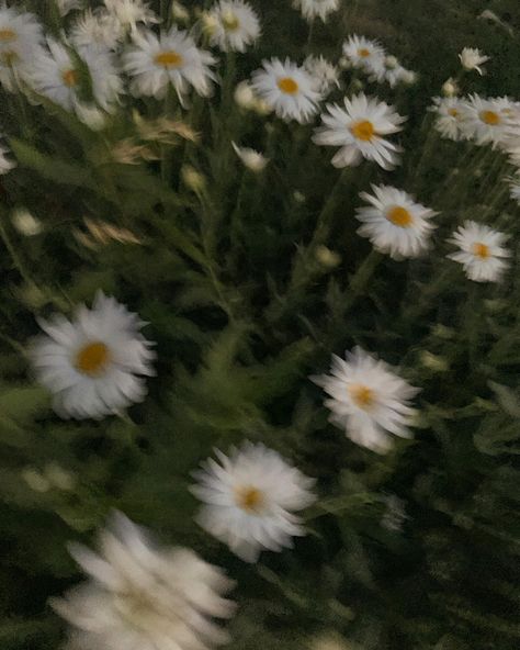 Daisy Darker Aesthetic, Daisy Field Aesthetic, Daisy Buchanan Aesthetic, Daze Aesthetic, Feral Academia Aesthetic, Daisy Core Aesthetic, Daisy Darker, Aesthetic Daisies, Daisy Flower Aesthetic