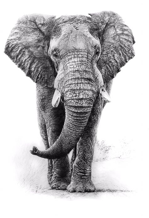 ‘The Great Encounter’ available www.tommiddletonart.com Realistic Elephant Tattoo, Elephant Photography, Deco Panel, Regnul Animal, Elephant Tattoo Design, Scratchboard Art, Elephants Photos, Elephant Drawing, Drawing Faces