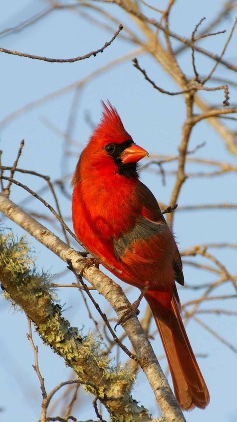 Red cardinal Red Bird Tattoo, Bird Tattoo Ideas, Cardinal Birds Art, Red Bird Tattoos, Poem Art, Tattoo Bird, Feather Bird, Red Poster, Bird Quotes