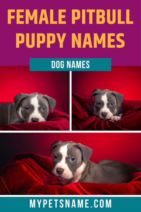 We believe girl female Pitbull names should be strong, independent yet precious and beautiful. Check out our list where we've taken inspiration from some famous women throughout history and also added some that sound gorgeous.  #femalepitbullnames #girlfemalepitbullnames #namesforfemalepitbulls Pitbull Puppy Names, Female Pitbull Names, Pitbull Dog Names, Strong Dog Names Girl, Girl Pitbull Names, Staffie Puppies, Girl Pet Names, Tan Pitbull, Puppies Names Female