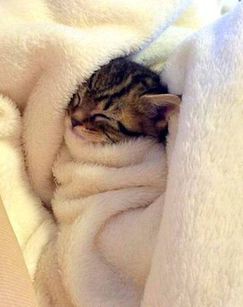 Cute Kittens | Adorable Kitten Pictures | Baby Kitten Snuggling: Söt Katt, Adorable Kitten, Kitten Pictures, Baby Kittens, Cute Animal Pictures, Cute Kittens, Cute Creatures, Beautiful Cats, Baby Cats