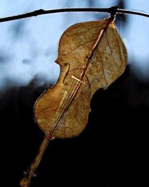 Mother Natures Violin. There is Music in Nature. The Rain, the Winds... Violin Art, Violin Music, Musical Art, Leaf Art, Rumi, Classical Music, Art Music, Music Is Life, Mobile Wallpaper