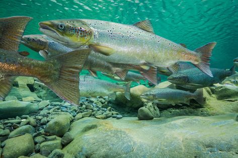 Penobscot River Atlantic salmon returns on pace to be highest in 10 years Letter From The Editor, Sky Journal, Animal Collective, Cutthroat Trout, Fish Artwork, Salmon River, Cold Mountain, Salt Water Fishing, Salmon Run