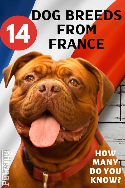 Frenchmen love their dogs. During the late 1800s, it is said that over one million French people owned a dog. Whether it be for hunting, herding, or just to keep as an affectionate pet, the canine has always been embraced by the French people. Here are 14 popular French Dog Breeds. Types Of Small Dogs, French Dog Breeds, Dog Breeds Chart, Types Of Puppies, Herding Dogs Breeds, Types Of Dogs Breeds, French Dog, Dog Breeds List, Big Dog Breeds