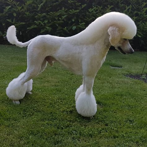 Pony clip 🐎🐎🐎#poodlesalon #poodle🐩 #poodlecompetition #poodlelover #poodlestagram #poodles #doggrooming #doggroomingofinstagram… Poodle Miami Clip, Fun Poodle Haircut Styles, Modified Continental Clip Poodle, Poodle Mustache, Male Poodle Haircut Styles, Poodle Mohawk, Standard Poodle Grooming, Standard Poodle Haircuts, Poodle Haircut Styles