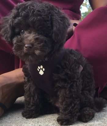 Black Toy Poodle Puppy, Toy Poodle Puppies Black, Brown Toy Poodle Puppy, Brown Poodle Puppy, Black Poodle Puppy, Chocolate Toy Poodle, Poodle Puppy Black, Black Toy Poodle, Brown Toy Poodle