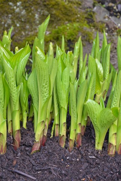 How To Divide and Transplant Hostas This Spring To Create More Plants! Transplant Hostas, Hosta Care, Easy Perennials, Shade Loving Perennials, Shade Garden Plants, Hosta Gardens, Hosta Plants, Patio Designs, Hardy Plants