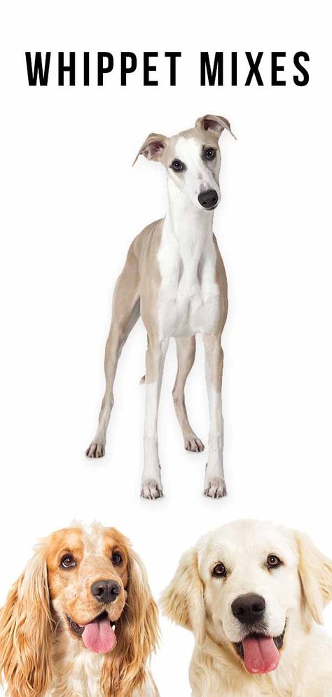 Whippet Mixes - Which of these speedy hybrids do you prefer? Whippet Mix, Domesticated Animals, Italian Greyhound Puppies, Greyhound Puppy, Hound Dog Breeds, Whippet Puppies, Dog Breeds List, Big Dog Breeds, Year Goals