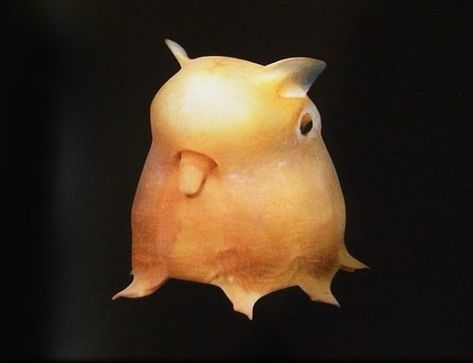 Ten of the Worlds Strange Animals You Might Not Have Heard of Before Weird Sea Creatures, Bizarre Animals, Dumbo Octopus, Ugly Animals, Creature Marine, Deep Sea Creatures, Beautiful Sea Creatures, Interesting Animals, Rare Animals