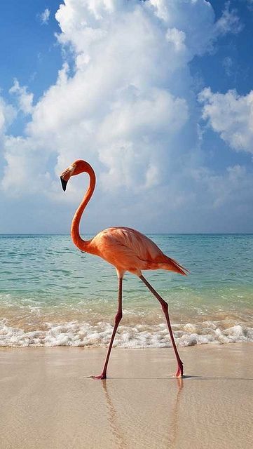 In Bayahibe, Dominican Republic you can see Flamingos walking along the beach! — Image by © Axiom Playboy Jewelry, Flamingo Pictures, Flamingo Bird, Beach Images, Flamingo Art, Pink Bird, Pink Flamingo, Pink Flamingos, Dominican Republic