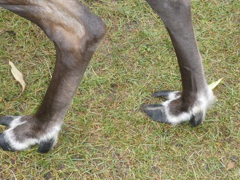 Reindeer feet. | The hooves make a clicking noise as they wa… | Flickr Deer Hooves, Painting Moodboard, Ghoul Ideas, Reindeer Hooves, Felted Reindeer, Snow Window, Painting Shoes, Animal Reference, Animal Character