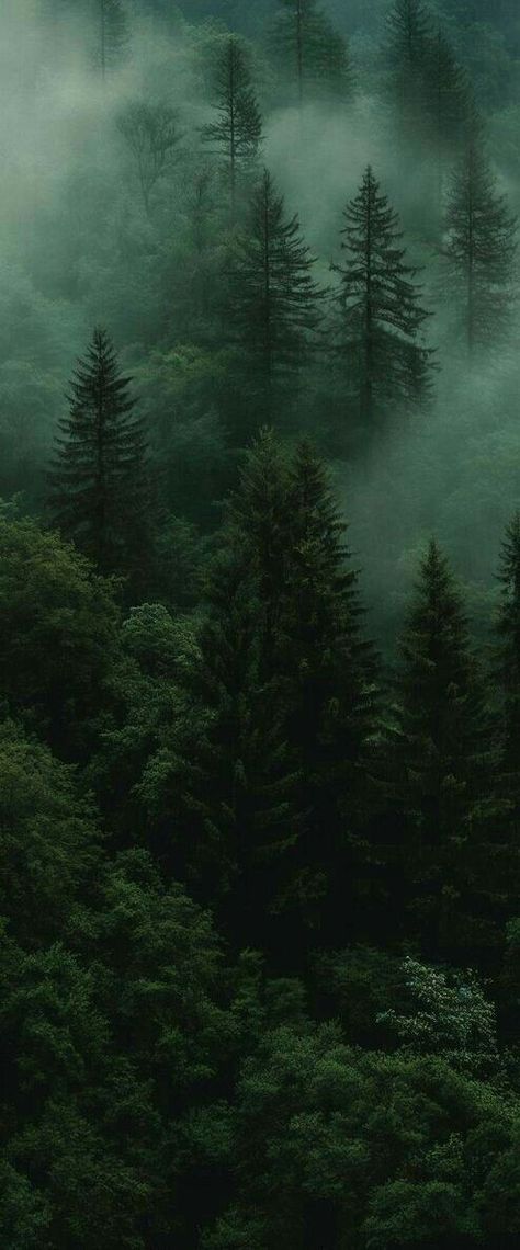 Wald Wallpaper, 숲 사진, Dark Forest Aesthetic, Dark Green Wallpaper, Forest Aesthetic, Dark Green Aesthetic, Image Nature, Forest Background, Foggy Forest