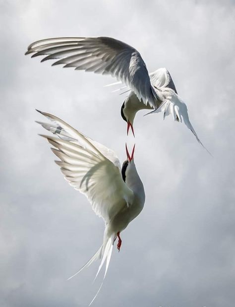 Seabird Aesthetic, Arctic Tern Tattoo, Birds Reference, Farne Islands, Pelican Art, Arctic Tern, Northumberland England, Art Photography Portrait, Herons