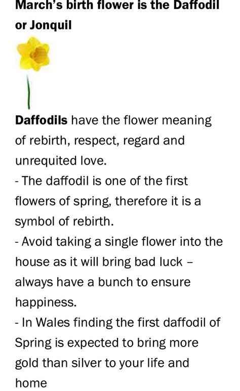 Daffodil Flower Meaning, Daffodil Symbolism, Yellow Flowers Meaning, March Birth Flower Meaning, March Daffodils, Daffodil Witchcraft, Daffodil Meaning, Jonquil Flower, March Flower