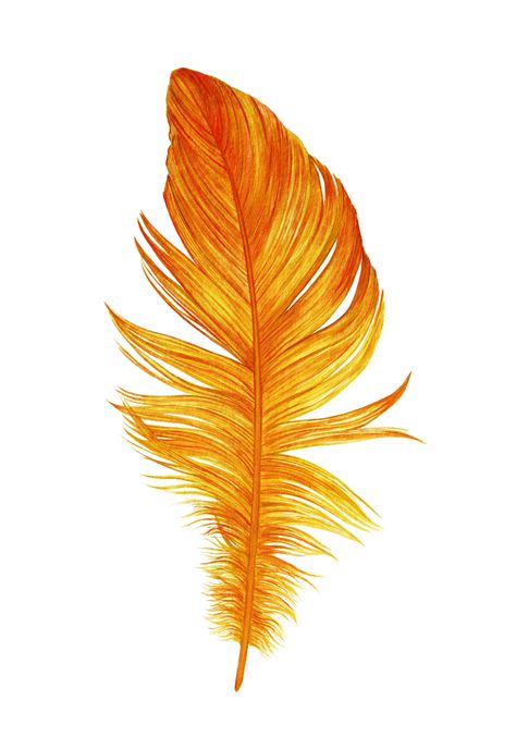 Orange Watercolor, Yellow Feathers, Phoenix Art, Cat Air, Feather Art, Retro Photo, Art Google, Free Illustrations, Free Pictures