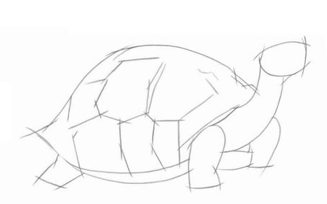 Draw Tortoise, Tortoise Drawing, Nature Art Drawings, Cool Pencil Drawings, Drawing Step, Drop Shadow, Animal Coloring, Abstract Drawings, Animal Coloring Pages