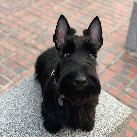 14 Interesting Things To Know About Scottish Terriers | PetPress Scottish Terrier Grooming Styles, Mini Scottish Terrier, Black Scottish Terrier, Scottish Terrier Grooming, Interesting Things To Know, Scottish Dog, Brindle Boston Terrier, Scottish Animals, Scottie Puppies