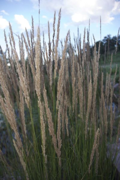 Zone 3 Grasses For Gardens And Lawns: Growing Grass In Cold Climates - Cold climate gardeners in USDA zone 3 can have difficulty finding the right plants that will perform well year around and survive some of the coldest winters. Zone 3 grasses for gardens are limited, but this article should help. Ornamental Grass Landscape, Grass Species, Shade Grass, American Meadows, Growing Grass, Perennial Grasses, Plant Zones, Grass Type, Grasses Landscaping