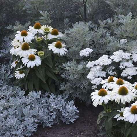 White Coneflower, Flowers Border, White Flies, Border Plants, Bee Friendly, Moon Garden, Plant Spacing, White Photos, Fragrant Flowers