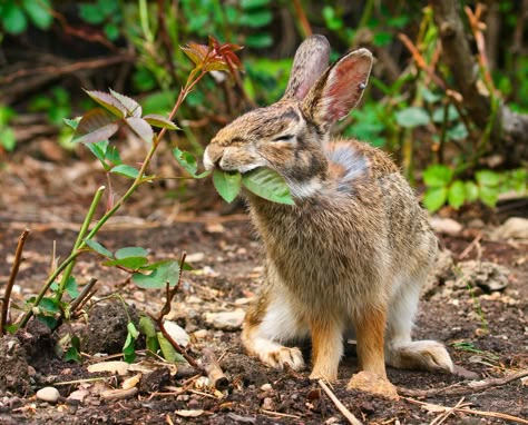 Swamp Elf, Rabbit Reference, Rabbit Species, Eastern Cottontail, Eating Flowers, Cottontail Rabbit, Art Rabbit, Rabbit Cages, Dream's Cat