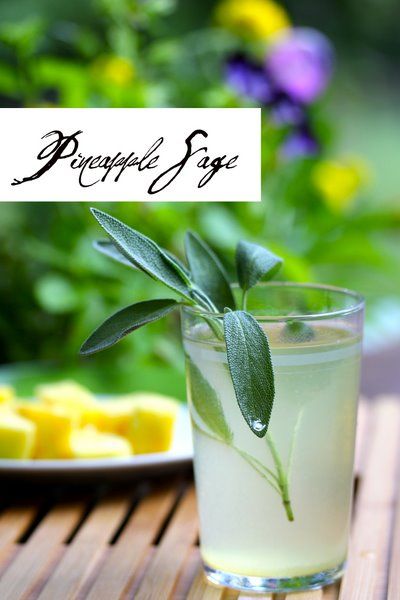 Atlanta based lifestyle blog focused on food, cocktails, southern living and other domestic delights. Sage Water, Peach Food, Sage Recipes, Infused Waters, Pineapple Sage, Paleo Food, Infused Water Recipes, Fruit Infused Water, Detox Water Recipes