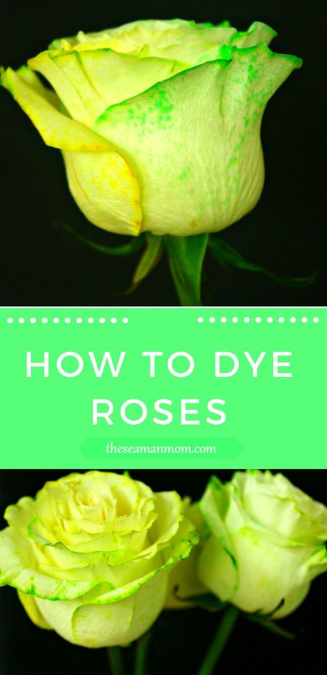 Dye Roses, Dyed Flowers, Dyed Tips, Diy Dye, Dye Flowers, Diy Roses, Food Dye, Crafts To Make And Sell, Green Rose