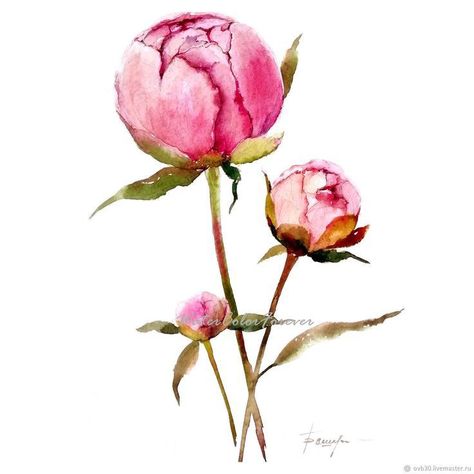 Peonies Painting, Painting Peony, Peony Wall Art, Peony Watercolor, Floral Watercolor Paintings, Peony Painting, Watercolour Flowers, Flower Art Drawing, Watercolor Peonies