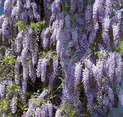 Wisteria sinensis prolific Outdoor Bonsai Tree, Chinese Wisteria, Wisteria Sinensis, Fast Growing Vines, Wisteria Plant, Hydrangea Petiolaris, Evergreen Vines, Purple Wisteria, Growing Vines