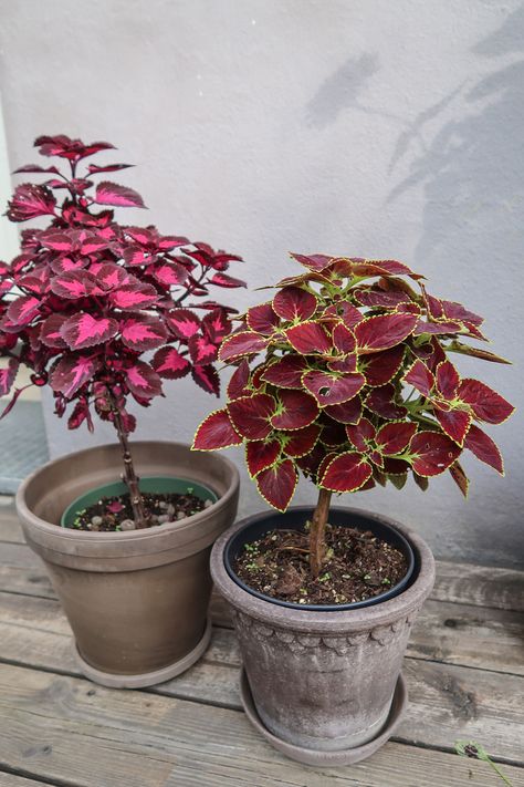 #coleus #coleusplant #plantlovers #gardening #plantphotography #rośliny #planter #praktspragle Coleus Indoors Houseplant, Coleus Houseplant, Coleus Care, Plant Nutrients, Plant Photography, Indoor Jungle, House Plants, Plants, Quick Saves