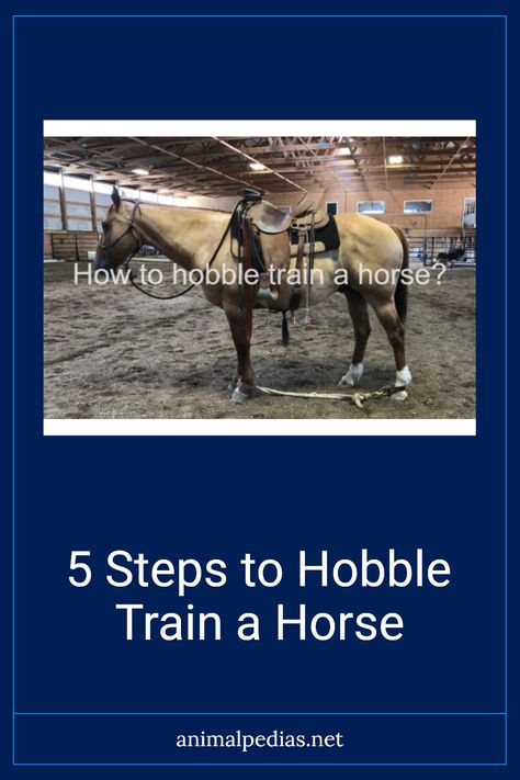 A guide on how to hobble train a horse. This pin illustrates the five steps for effective hobble training, showing the benefits for managing and controlling your horse easily. Leg Anatomy, Training Horses, Lower Limb, Riding Lessons, Horse Stalls, Rottweiler Dog, Horse Training, Bernese Mountain Dog, Dark Horse