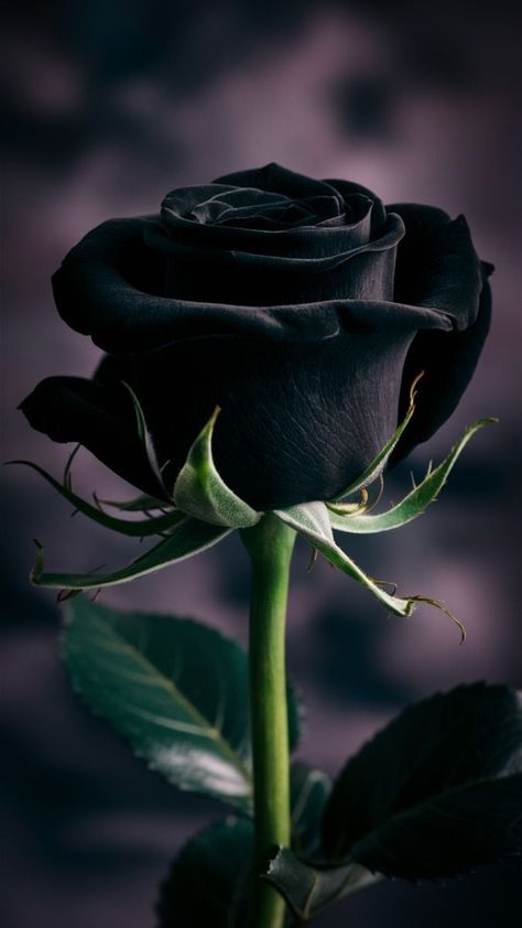 Black Rose Aesthetic, Black Rose Picture, Black Vibe Aesthetic, Black Rose Wallpaper, Black Magic Roses, Striking Wallpaper, Eevee Wallpaper, Black Roses Wallpaper, Black Rose Flower