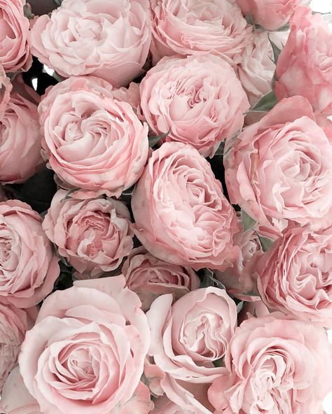 Always fresh flowers for the weekend _______________________________________________________🖤 Happy weekend… Roll On Perfume, The Perfume, Oil Company, Pink Bouquet, Dusky Pink, Perfume Oil, Beautiful Blooms, Pink Peonies, Roll On