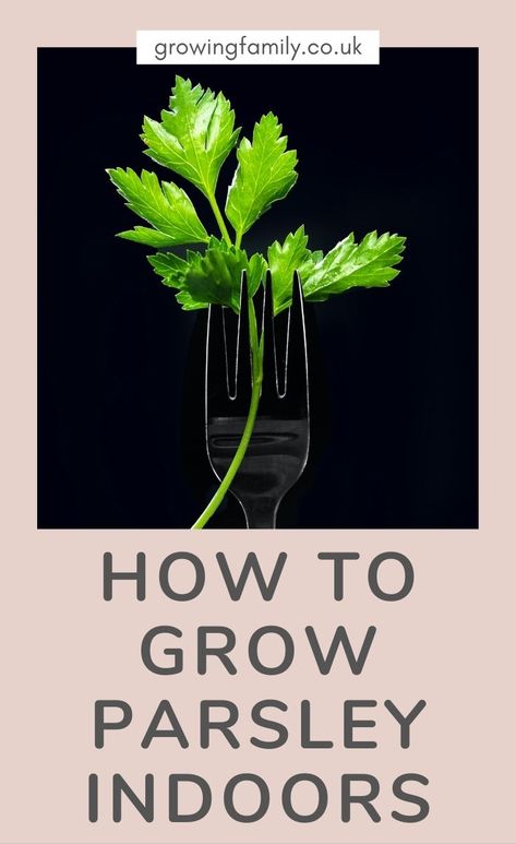 A Guide to Growing Parsley Indoors - Growing Family Growing Parsley Indoors, Grow Parsley, Windowsill Herb Garden, Growing Parsley, Parsley Plant, Easy Gardening Ideas, Easy Herbs To Grow, Gardening In Containers, Flowers For The Garden