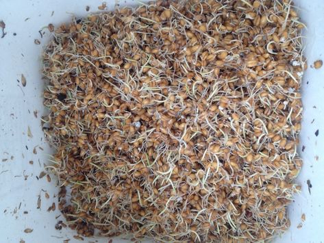 Sprouting Grains for Chickens | KW Homestead Sprouted Grains For Chickens, Fermented Chicken Feed How To Make, Fermented Feed For Chickens, Homegrown Chicken Feed, Feed Chickens, Poultry Feed Formulation, Sprouted Wheat, Sprouted Grains, Homestead Ideas