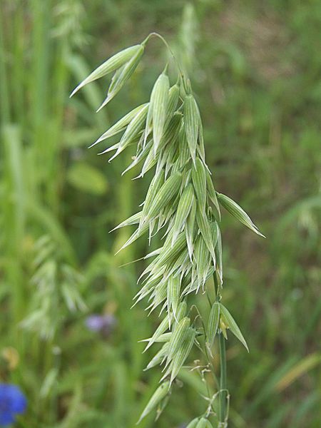 Milky Oats, Making Medicine, Home Medicine, Succession Planting, Old Ways, Challenging Times, Tea Garden, Edible Plants, Herbal Medicine