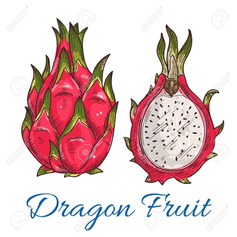 Dragonfruit Sketch, Dragon Fruit Drawing, Dragon Fruit Vector, Minimal Art Design, Fruit Sketch, Fruit Tattoo, Fruit Du Dragon, Fruit Icons, Turtle Drawing