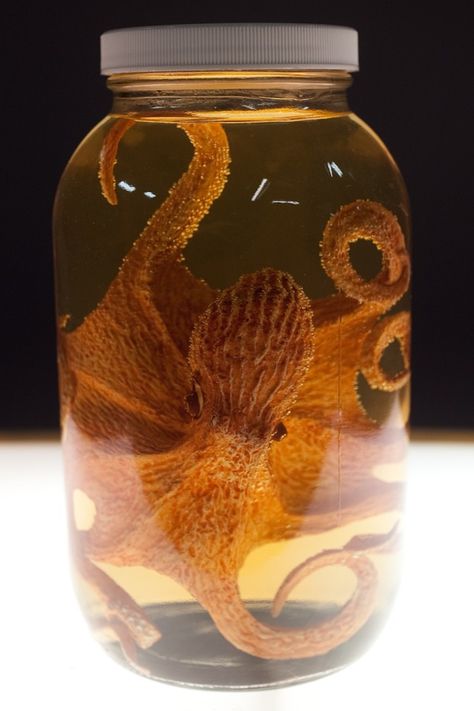 Octopus, Real or Faux? Boffins Bunker : Steampunk Cornwall : Cabinets of Curiosities : Wet & Pickled  http://steampunkincornwall.blogspot.co.uk/ Wet Specimen Taxidermy, Fill The Jar, Taxidermy Jewelry, Halloween Potion Bottles, Wet Specimen, Taxidermy Art, Bone Crafts, Vulture Culture, Mad Science