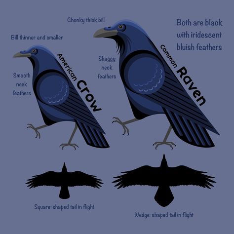 Crow Facts, Raven Spirit Animal, Raven Totem, Raven Logo, Crows Ravens, Black Crow, Animal Facts, Animated Drawings, Crows