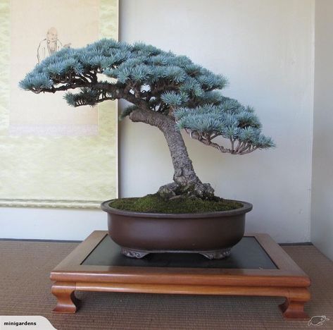 Cedar Bonsai, Blue Atlas Cedar, Conservatory Plants, Cedrus Atlantica, Atlas Cedar, Bonsai Tree Types, Landscaping Trees, Cedar Trees, Bonsai Garden